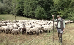 Пастух – исчезающая профессия? — AgroXXI